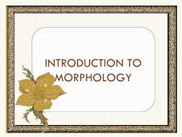 Discuss Breifly Morphology Linguistics Concept