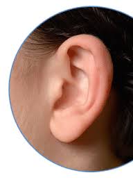 Anatomy Of The Ear: Complete Guide of Ear Parts