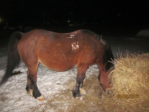 What Is Glanders Disease In Horses;Treatment,Diagnosis