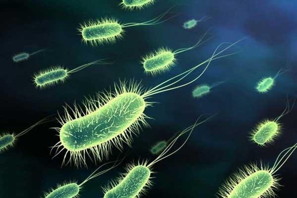 What Is Listeriosis;Diagnosis,Treatment,Prognosis,Prevention