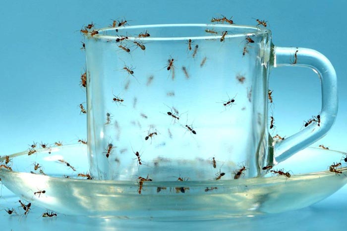 How To Get Rid of Ants In Your House;Proven Method