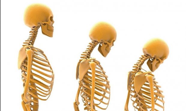 What is the Composition of Bone;What Is Bone Composition percentages?