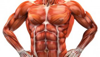 What Is The Importance of Muscles System In Human Body;Practical Guide