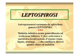 What Is Leptospirosis;What Does It Do In Humans