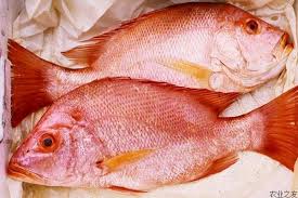 What Is Fish Poisoning;Symptoms,Diagnosis And Treatment