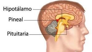 What Is Hypothalamus;6 Natural Functions of Hypothalamus In Brain