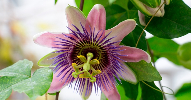 What Is Passion Flower;Why It Is Used For?
