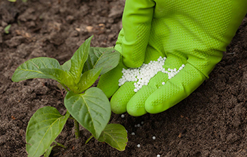 9 Major Types OF Fertilizer In Plant Agriculture