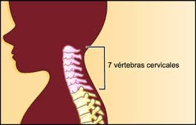 What Is Cervical Region,10 Characteristics You Must Know