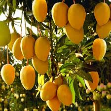 How To Plant Mango Tree;Step By Step Guide