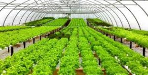Etymologically, hydroponics ( hydroponic ) is derived from the Greek words " hydro" meaning water and ponos means power. Hydroponics is also known as soil culture . So hydroponics is defined as the cultivation of plants that use water and without using soil as a planting medium or soilles.