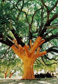 What Is Cork Tree In India