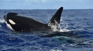 25 Facts On Killer Whales You Must Know