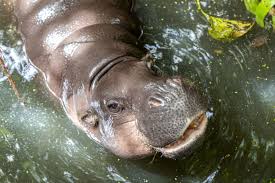 50 Facts About Hippopotamus You Must Know