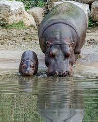 50 Facts About Hippopotamus You Must Know