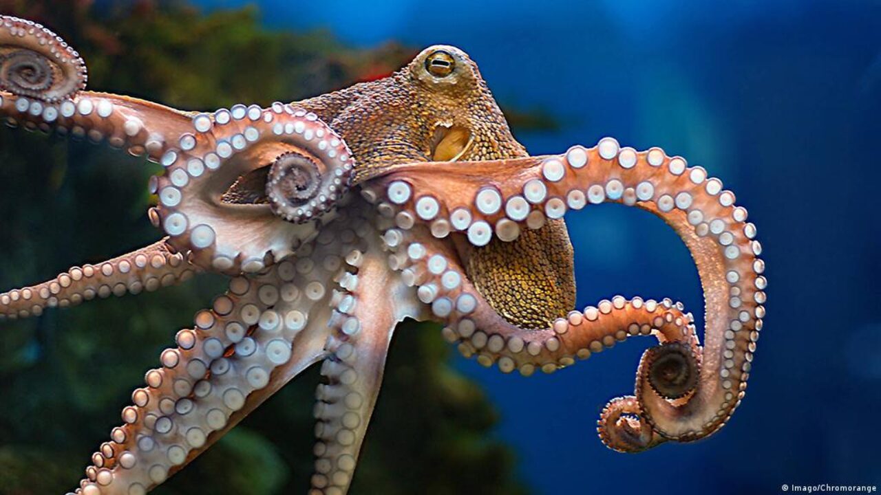 Classification-of-Octopus-You-Must-Know-1280x720.jpg.
