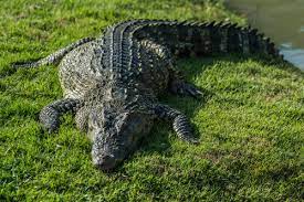 Crocodile Characteristics