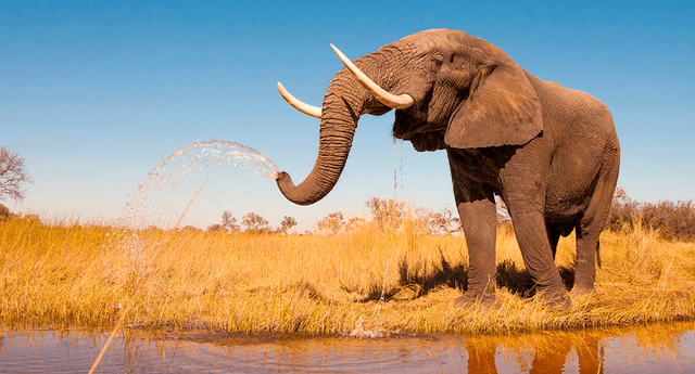 Elephant Behavioral Adaptations You Must Know