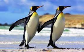 Emperor Penguin Adaptations