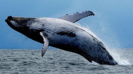 Humpback whale adaptations;5 Facts You Must Know