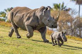 10 Rhinoceros Characteristics For Rhino Lovers