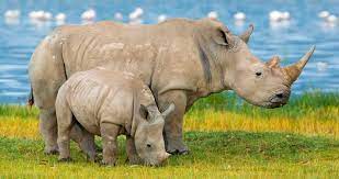 10 Rhinoceros Characteristics For Rhino Lovers