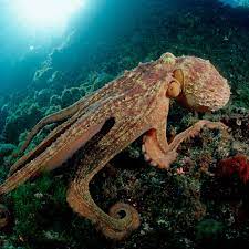 Classification of Octopus You Must Know