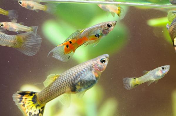How do fish reproduce?