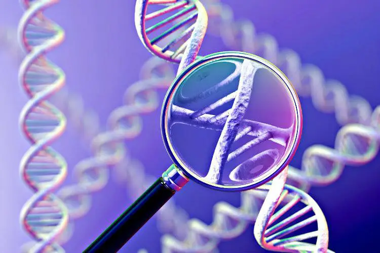 How is genetic information transmitted?