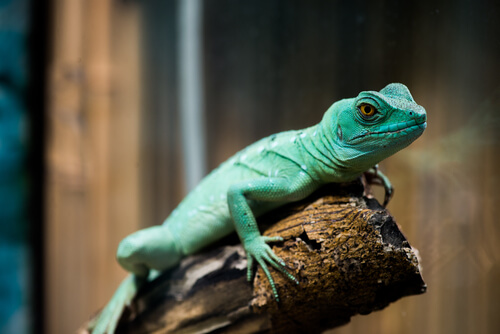 What are cold-blooded animals?