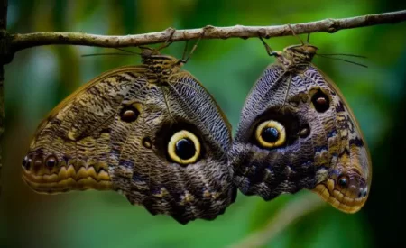 Example of Mimicry In Animals