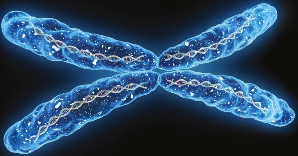 What is the chromosome theory of heredity?