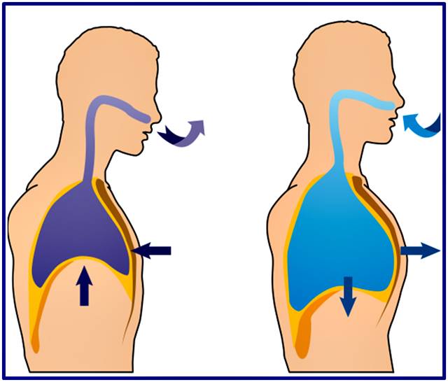 types of internal respiration