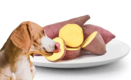 Can dogs eat potatoes?