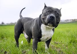 FACTS ABOUT THE AMERICAN BULLY X