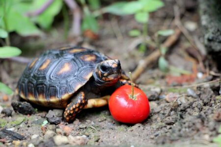 What can land turtles eat