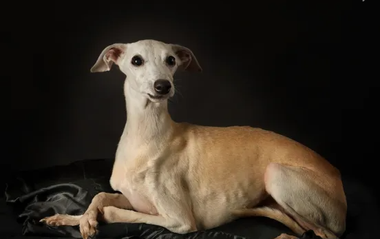 Can Italian Greyhounds Be Left Alone?